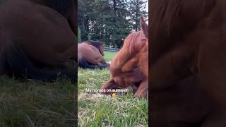 Spicy ️ VS Sleepy  #horses #horsesaremylife #horseriding #farm