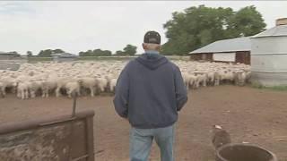 Gypsie The Sheep Herding Dog - America's Heartland