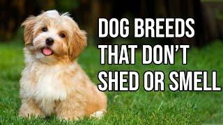 Top 10 Dog Breeds That Don't shed or smell | Small Dog Breeds That Don't Shed