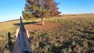 Feathers and FUN! My 6 month old's FIRST DOVE HUNT!