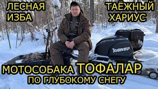 МОТОСОБАКА ПО ГЛУБОКОМУ СНЕГУ толкач ТОФАЛАР , МУЖИК ,СЕВЕР СТЕМ, ТЕСТ , ЛЕСНАЯ ИЗБА ,РЫБАЛКА ХАРИУС