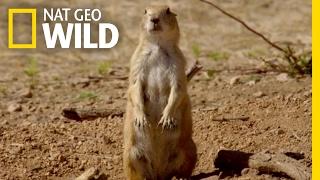 The Prairie Dog Life | Destination WILD