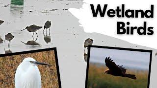 Urban Wetland and Wading Birds in the UK!