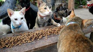 My Cats And Kitten Eating food At the Morning, The Gohan Dog And Cats