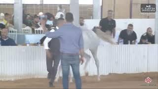 N.181 MOHJAT AL WALEED - Israel Breeders' Show 2023 - Yearling Fillys Class A (Class 18)