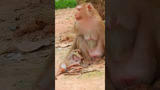 Luno: Growing Up Different 1  #cuteanimal #animals #cutemonkey #cute