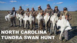 Hunting TUNDRA SWANS in North Carolina (Filled 8 Permits)