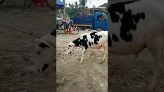 Big cow|the world cow|America Brahman cow|gabtoli gorur haat|biggest cow|#cow_cattle_in #cow#bull