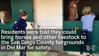 Horses Evacuated At Fairgrounds | San Diego Union-Tribune