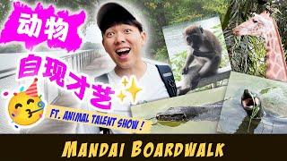 Successfully Seducing Giraffe & Amazing Monkey Monorail Show in Mandai Boardwalk | Wheelchair 