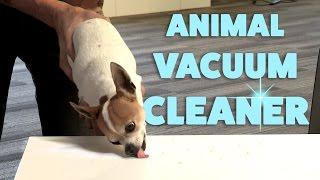 Chihuahua Vacuum Cleaner Infomercial