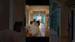 BT Travels: A delicious night at Port Orleans French Quarter! #Disney #DisneyWorld #Beignets #Shorts