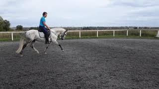 Lusitano horse for SALE in Saint-Petersburg, Russia