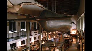 The Whaling Museum in Norway