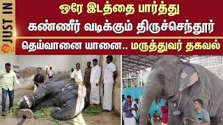 Thiruchendur temple | elephant | mahout | feeding session | Sun News