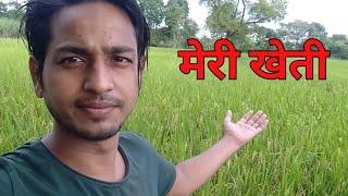 My First Vlog My Village. Meri kheti, मेरी खेती  धान  की.