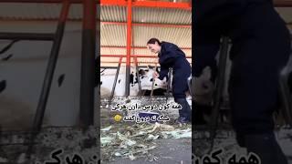 گاو هم رحم نمیکنه  #کلیپ_خنده_دار #کلیپ_طنز #طنز