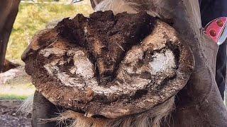 This Horse is Massive!!! Massive Hoof Restoration - Trimming the Bigest Hooves I've Seen