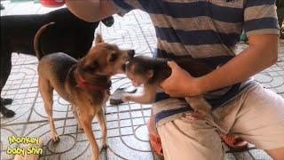 Monkey Baby Shin attacks (teases) with Dog | Cute animal videos