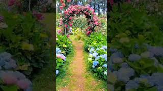 Most Beautiful Rose Flowers Farming!! ️ #youtubeshorts #satisfying #ytshorts