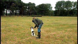 Basisausbildung für den brauchbaren Jagdhund: Anfänge im Apport (Fortsetzung)