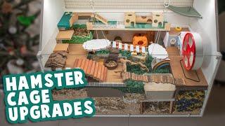 Upgrading Lemonade's Hamster Cage & A New Setup!