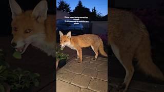 Impatient Fox Deliberately Chews The Plants #animal #wildfox #animals #foxes #fox #urbanfox #cute