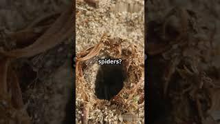 Top 5 interesting things about spiders  #animals #trending #shorts