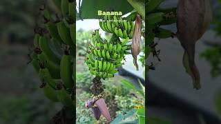 फूल से फल तक: Amazing Growth of Bananas! #fruit #bananatree #organicfarming