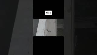 Wee meme compilation but it's animals/try not to Lough challenge