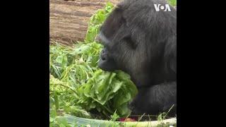 柏林动物园为世界上最长寿的大猩猩庆祝生日