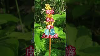植物天麻可治療偏頭痛，但有一點特別注意！#健康 #養生 #天麻  #草本 #中藥 #偏头痛