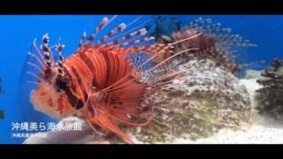 沖繩美麗海水族館海生物精選，拍攝團隊：田中馬拉松拍攝團隊/創意實踐家官方攝影/求婚企劃專業/婚禮錄影/活動錄影專業團隊/商業攝影專業/政府機關指定攝影/運動賽事攝影首選/EFP多機直播