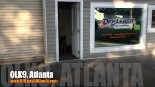 Basic vs Advanced Door Manners | German Shepherd | Dog Training Atlanta