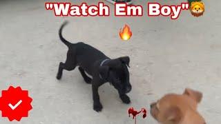 Heavy Eli(64x Maverick) American Pitbull Terrier Puppy MEET BLADE 1xw Son