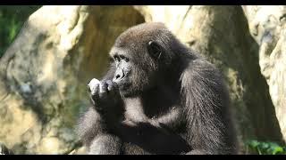 How do Animals Stay Cool During Summers at Lincoln Park Zoo?