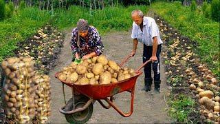 Potato Harvest in my Grandma's Village - 1 Hour Of The Best Recipes