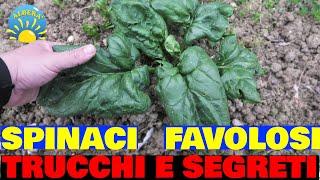 SPINACI FAVOLOSI ( TRUCCHI E SEGRETI ) NELL' ORTO DALLA SEMINA ALLA RACCOLTA