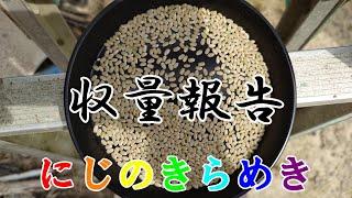 【2024】令和六年度にじのきらめき収量報告と反省報告。