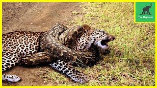 45 Bad Moments Leopards get injured while picking the wrong prey, what happens next? | Animal Fight