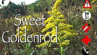 Sweet Goldenrod: Edible, Medicinal, Cautions & Other Uses