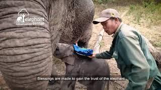 Baby Elephant Baci Ceremony