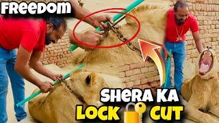 Shera Azad  Tala Bohat mushkil Sy Cut Kya | Animal Lover | Asif shero Wala