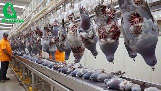 How Americans Raise and Process Millions of Pigeons – From Meat Production to Racing Champions