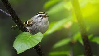 BIRD PHOTOGRAPHY in British Columbia! Sony a7RIV + 200-600