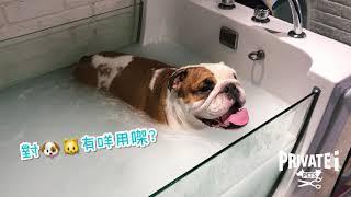 【拖肥狗狗也嘆Spa】@ PRIVATE i PETS │ 寵物美容店