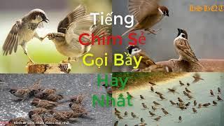 Tiếng chim sẻ gọi bầy hay nhất | kích bổi siêu nhạy