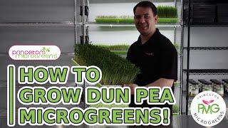 How to grow Pea Microgreens!