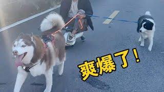 同樣是拉車，二哈是二哈，邊牧是邊牧，狗是狗！#husky #pets #cute #萌宠 #哈士奇