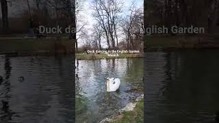 #germany #munich #positivevibes #relaxing #funny #peace #sunday #swan #dance